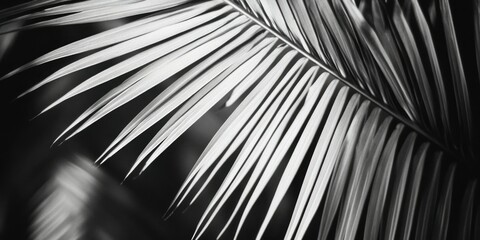 Obraz premium Tropical Palm Leaves Close-Up