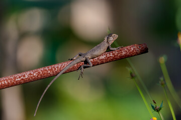 Oriental Garden Lizard (Calotes versicolor)