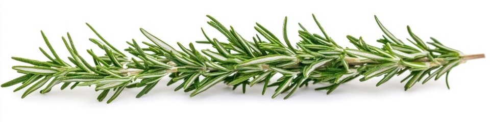 Fototapeta premium A sprig of fresh rosemary sits alone on a clean white background