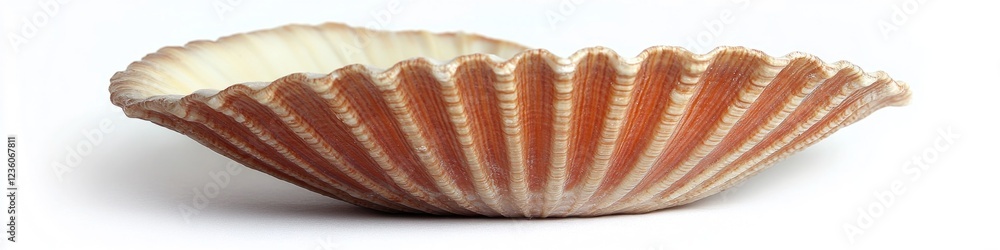 Poster A macro shot of a seashell on a white background