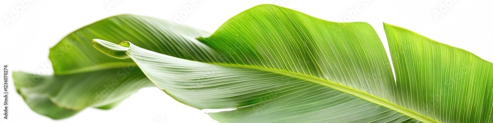 Poster a close-up shot of a single green leaf on a white background, ideal for use in designs and compositi