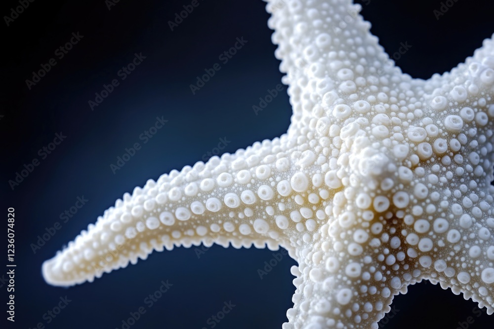 Leinwandbilder close-up of a starfish on a dark background, ideal for use in science and nature-related projects