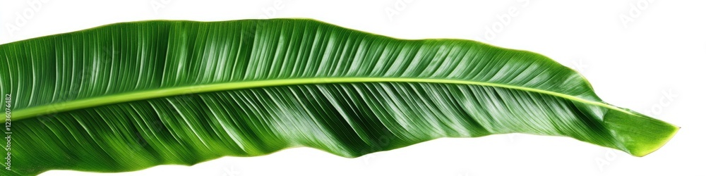 Aufkleber a close-up shot of a single green leaf against a white background, ideal for using as a design eleme