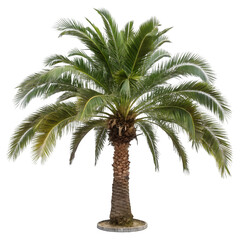 Fototapeta premium palm tree isolated on white