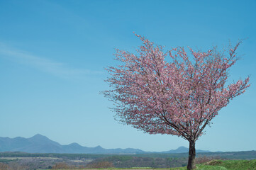 青空に映える１本の桜