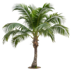 Obraz premium palm tree isolated on white