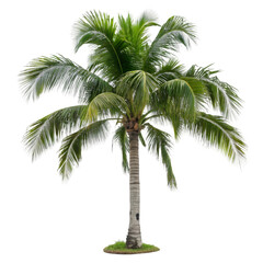 Obraz premium palm tree isolated on white