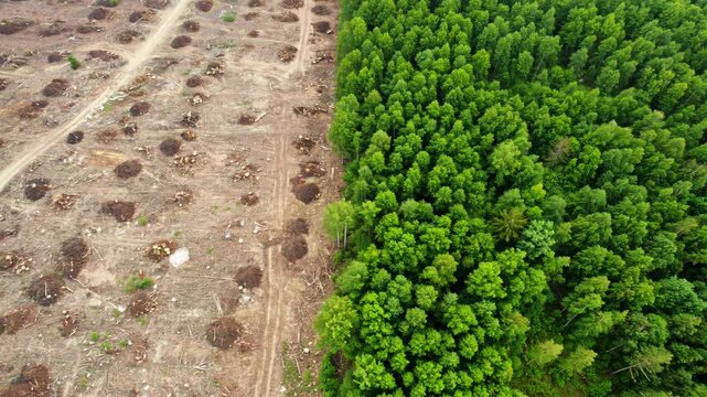 Forest deforestation aerial view with contrast. Environmental damage and conservation
