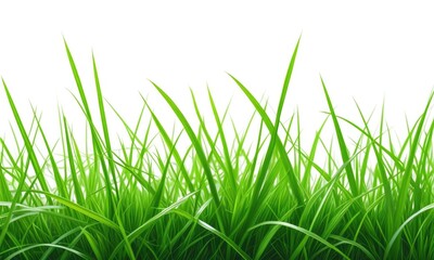 Obraz premium Lush green grass blades on a white background
