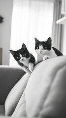 Silly black-and-white cats with big eyes, climbing furniture and chasing each other in a bright and tidy modern home.