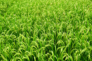 Rice plants in rice fields are suitable for the agricultural industry