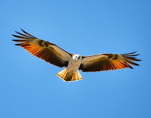 Obraz premium Majestic White-Bellied Sea-Eagle in Flight Against a Vivid Blue Sky