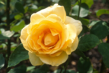 Rose 'Bellissimo', Rosier