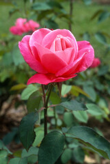 Rose 'Gamma', Rosier