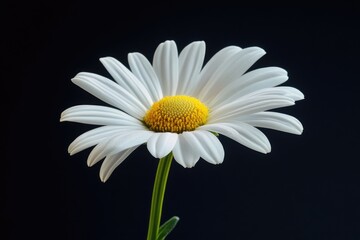 A single white flower with a yellow center, ideal for use in illustrations about nature, beauty, and simplicity