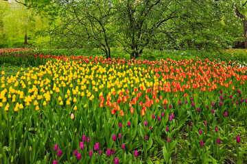 Flowerbed with colorful tulips in spring.