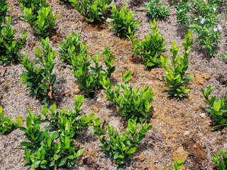 Natural background of green leaves in the garden, nature abstract wallpaper