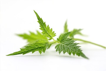 Fototapeta premium A detailed shot of a single leaf on a white background