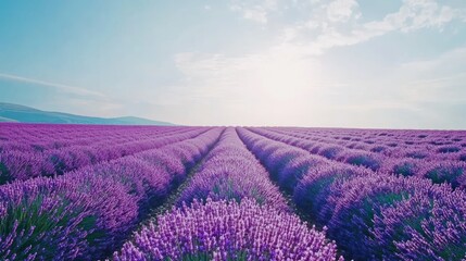 Fototapeta premium A serene lavender field under a bright sky, showcasing rows of vibrant purple flowers.