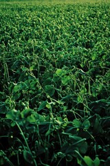 Green plants with blue sky