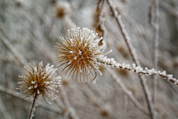 Wildflower, seed head of the Slim Teasel, Dipsacus strigosus, with hoarfrost in winter