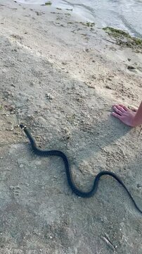 Vertical screen: A snake slithers across the sand near a person, its smooth body leaving a winding trail. The sunlight highlights its scales as it moves cautiously, sensing its surroundings.