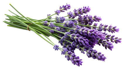 lavender isolated on white background