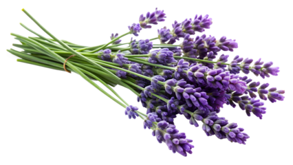 lavender isolated on white background