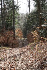Polish forests, beautiful in their greenery and lush flora.