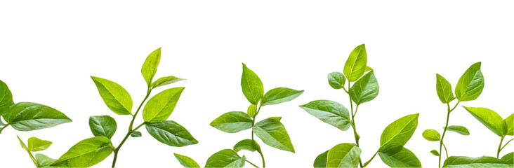 Fototapeta premium Vines with green leaves on a transparent background