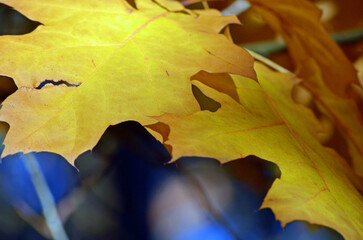 Herbstblatt