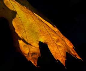 Herbstblatt