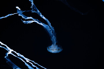 검은 물 속을 헤엄치는 푸른색 해파리