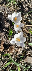 Flowers in Polish Gardens. White Crocuses.