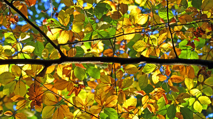 buntes Herbstlaub