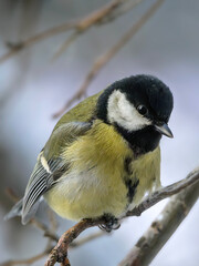 Great titmouse perching on a branch and looking at a camera, close-up