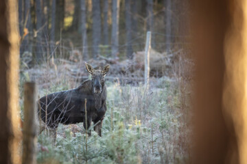 Mammals male bull Moose ( Alces alces ) North part of Poland, Europe dark foggy morning in winter young pine forest