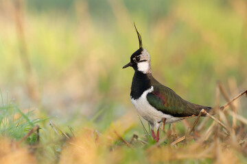 Bird Lapwing Vanellus vanellus on green background spring time Poland Europe migratory bird