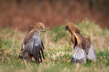 Birds of prey male Marsh harrier Circus aeruginosus, hunting time Poland Europe spring time April two fighting birds