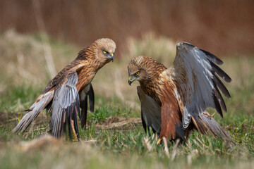 Birds of prey male Marsh harrier Circus aeruginosus, hunting time Poland Europe spring time April two fighting birds
