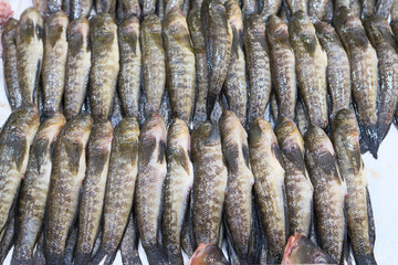 Fresh sea fish on the store counter. Black Sea goby