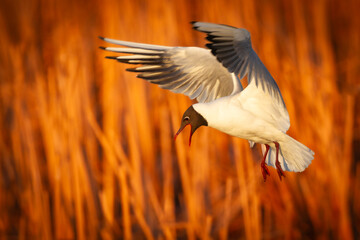 Bird black-headed gull Chroicocephalus ridibundus in flight spring time Poland, Europe warm evening light