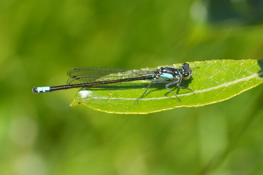 Pacific forktail , ischnura cervula Damselfly resting on a green leaf in sunlight.