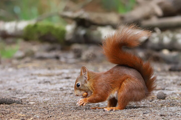 Red squirrel eating a  nut