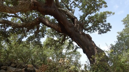 Glimpse of a large cork oak tree on a sunny day.