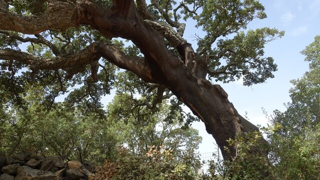 Glimpse of a large cork oak tree on a sunny day.