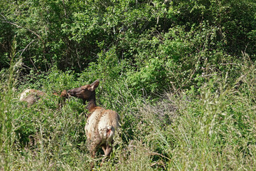 Elk grazing in a lush green meadow.