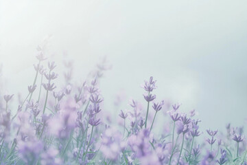 Obraz premium Dreamy lavender field in soft mist with gentle pastel tones