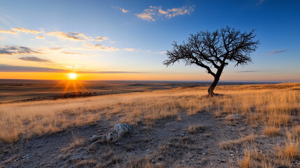 Tree is standing in a field with a beautiful sunset in the background. Minimalistic background.