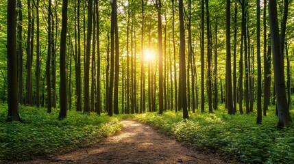 Obraz premium Tranquil Forest Pathway Surrounded by Lush Green Trees and Soft Sunlight Filtering Through Leaves
